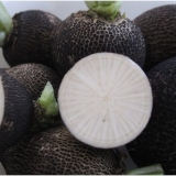 Šta je korisna rotkvica